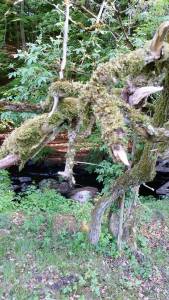 13318926_10208228692506743_1384731709_n